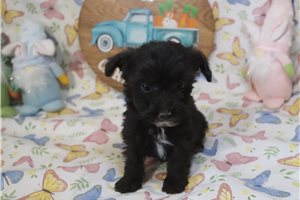 Leonardo - Aussiedoodle for sale