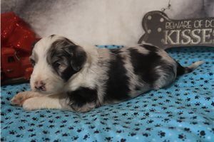 Jonny - Aussiedoodle for sale