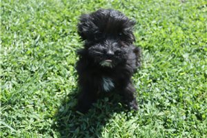 Lark - Aussiedoodle for sale