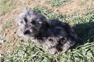 Lucky - Aussiedoodle for sale