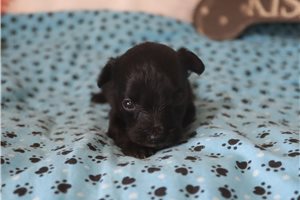 Leanne - puppy for sale