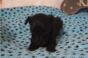 Lark - puppy for sale