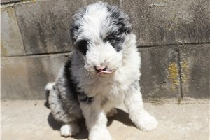 Joan - Aussiedoodle for sale