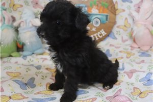 Lark - Aussiedoodle for sale