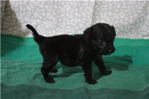Lark - Aussiedoodle for sale