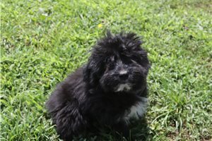 Leonardo - Aussiedoodle for sale