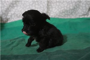 Leonardo - Aussiedoodle for sale