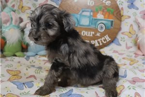 Lucky - Aussiedoodle for sale