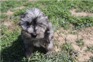 Lucky - Aussiedoodle for sale