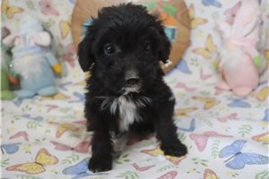 Lucian - Aussiedoodle for sale