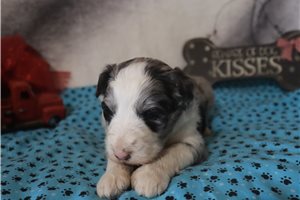 Joan - puppy for sale