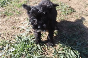 Lark - Aussiedoodle for sale