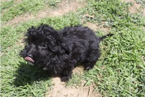 Leanne - Aussiedoodle for sale