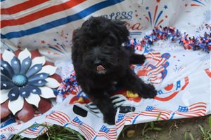 Leanne - Aussiedoodle for sale
