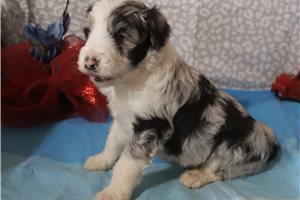 Jonny - Aussiedoodle for sale