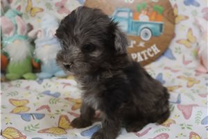 Lopez - Aussiedoodle for sale