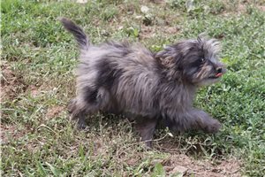 Lopez - Aussiedoodle for sale