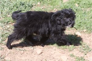 Leonardo - Aussiedoodle for sale