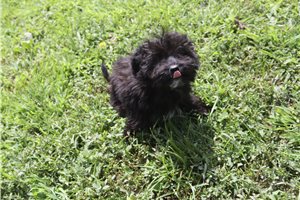 Leanne - Aussiedoodle for sale
