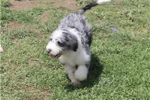 Joan - Aussiedoodle for sale