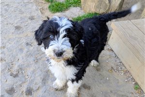 Joie - Aussiedoodle for sale