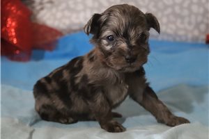 Lucky - Aussiedoodle for sale