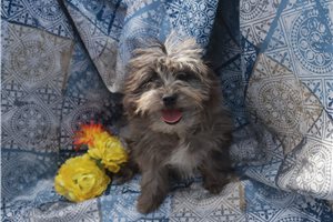 Lopez - Aussiedoodle for sale