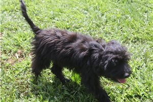 Lark - Aussiedoodle for sale