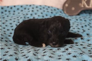 Lizette - puppy for sale