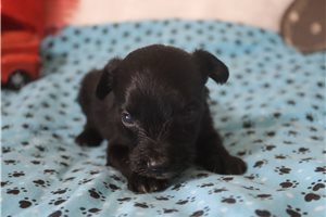 Leonardo - puppy for sale