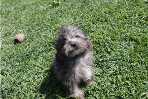 Lopez - Aussiedoodle for sale