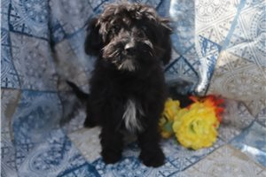 Lark - Aussiedoodle for sale
