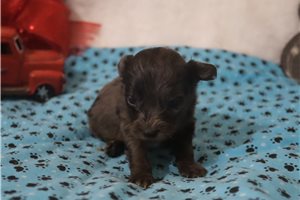 Lopez - puppy for sale