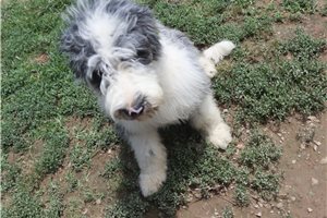 Joan - Aussiedoodle for sale