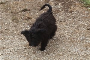 Lark - Aussiedoodle for sale