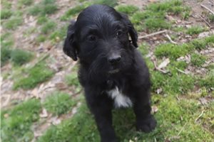 Michelle - Aussiedoodle for sale