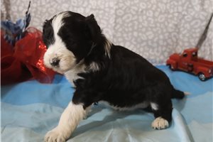 Joie - Aussiedoodle for sale