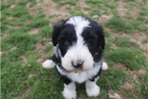 Joie - Aussiedoodle for sale