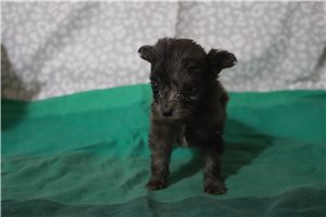 Lopez - Aussiedoodle for sale