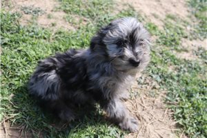 Lucky - Aussiedoodle for sale