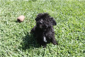 Leanne - Aussiedoodle for sale