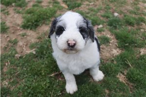 Joan - Aussiedoodle for sale
