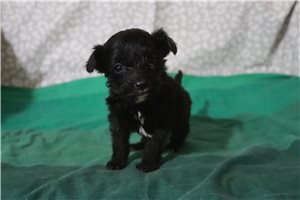 Leanne - Aussiedoodle for sale