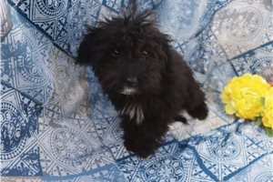 Leanne - Aussiedoodle for sale