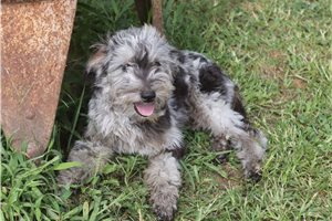 Lucky - Aussiedoodle for sale