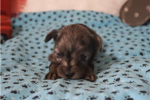 Lucky - Aussiedoodle for sale
