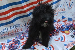 Lark - Aussiedoodle for sale