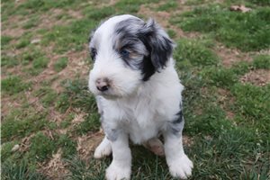 Jonny - Aussiedoodle for sale