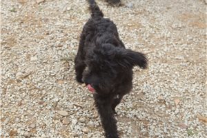 Leanne - Aussiedoodle for sale