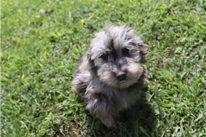 Lucky - Aussiedoodle for sale